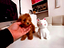 Immagine 16
