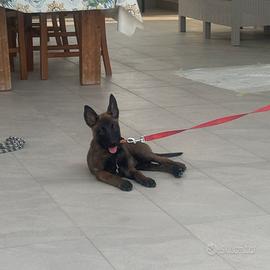 Pastore belga malinois