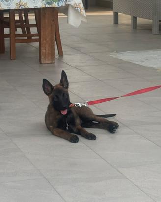 Pastore belga malinois