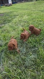 Batuffoli mini mini toy