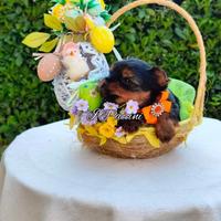 Yorkshire Terrier Mini Mini Doll Face