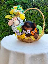 Yorkshire Terrier Mini Mini Doll Face