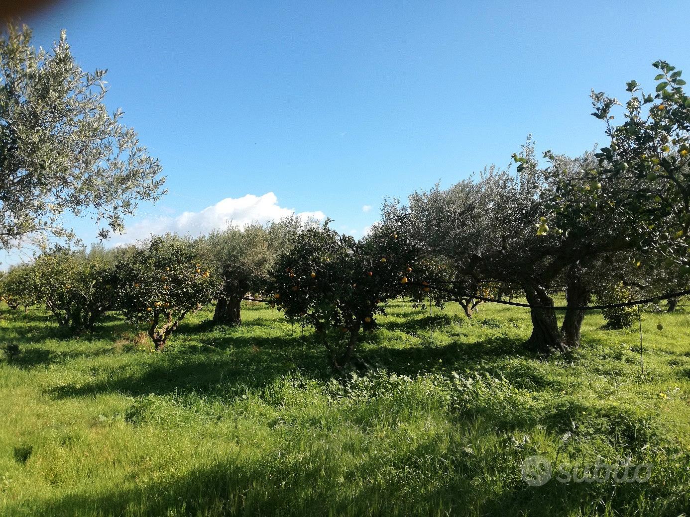 terreno c.da scunchipani - Vista 3