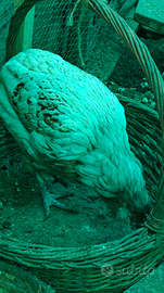 Gallina auracana