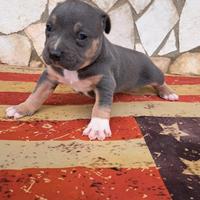 Pitbull tricolor