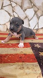 Pitbull tricolor