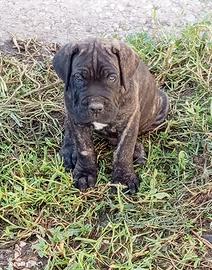 cuccioli cane corso