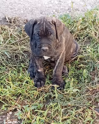 cuccioli cane corso