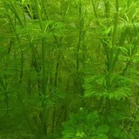 Potature di Limnophila sessiflora pianta acquario