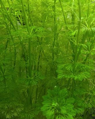 Potature di Limnophila sessiflora pianta acquario