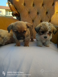 Cuccioli METICCI MIX MALTESE