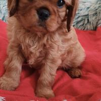 Cavalier king charles spaniel