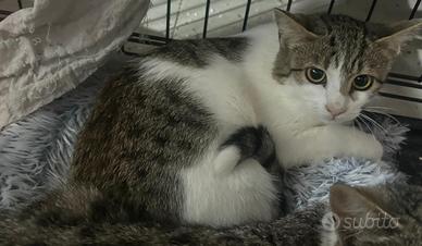 Lella gattina 4 mesi