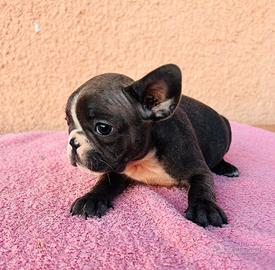 Cuccioli di bulldog francese