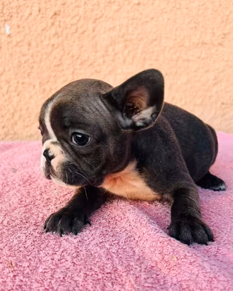 Cuccioli di bulldog francese