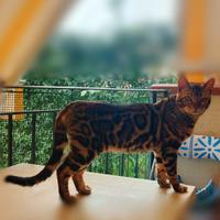 Gatto del Bengala maschio