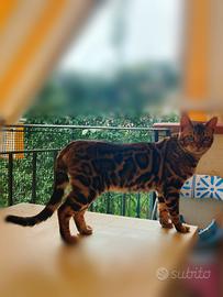 Gatto del Bengala maschio