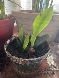 Sanseveria