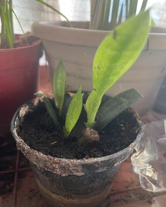 Sanseveria