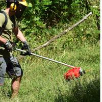  piante, gemme per innesti, spazi verdi