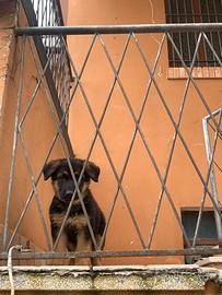 Cucciolo pastore tedesco