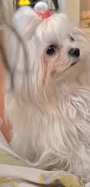 Mini maltese coreano