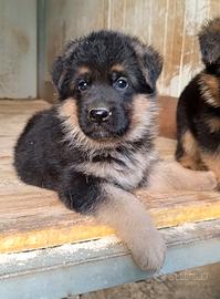 Cucciolo pastore tedesco