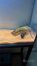 Ciclidi Sud America Hypselecara temporalis