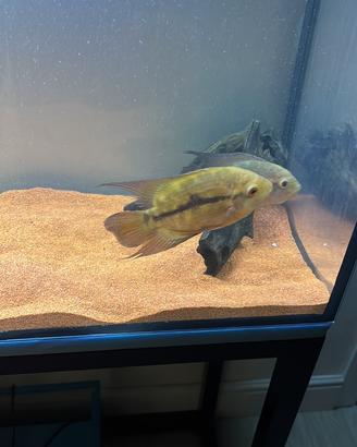 Ciclidi Sud America Hypselecara temporalis