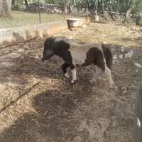 Mini pony femmina