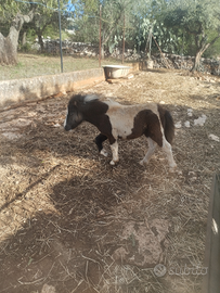 Mini pony femmina