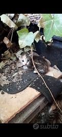 Cuccioli gatto di circa 3 settimane