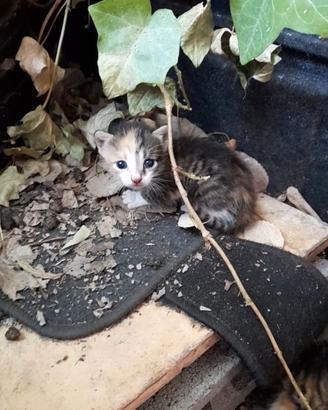 Cuccioli gatto di circa 3 settimane