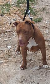Pitbull