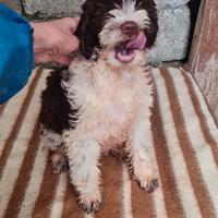 Cucciolo di lagotto