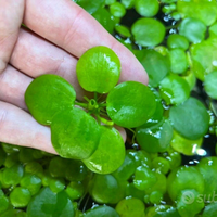 🌿 Limnobium Laevigatum in pronta consegna 🌿