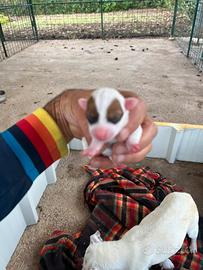 Jack russel