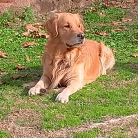 Golden retriever maschio per accoppiamento