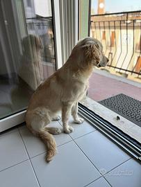 Golden Retriver femmina 1 anno