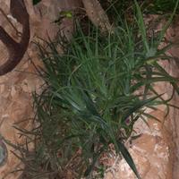 Piante di vera Aloe Vera di ognii dimensione
