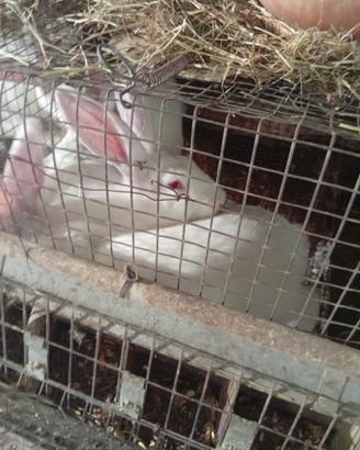 Coniglio animale