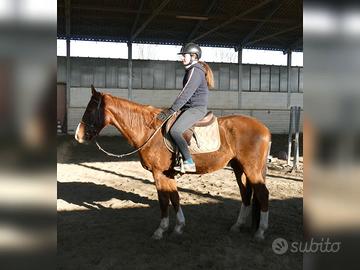 4 anni Castrone Genealogia Guldenboom