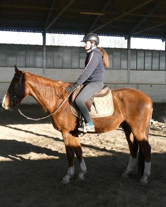 4 anni Castrone Genealogia Guldenboom