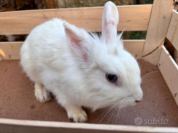 Conigli nani