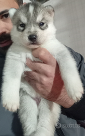 Cuccioli siberian husky
