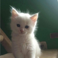 Gattino d'angora 2 mesi