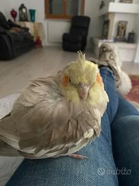 Papagallino calopsite