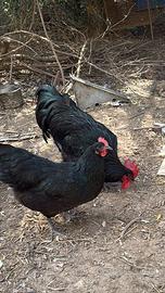 Coppia Amrok-austalorp nero e bionda Piemontese