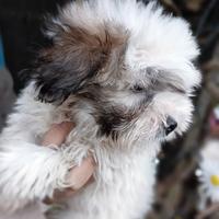 Coton de Tulear. Razza ancora molto rara da trovar