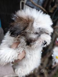 Coton de Tulear. Razza ancora molto rara da trovar